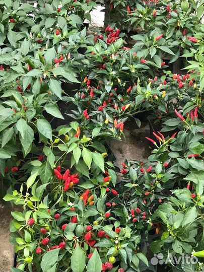 Шикарные кусты перца Огонёк