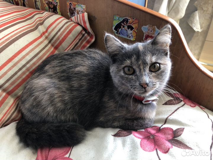 Кошка в дар