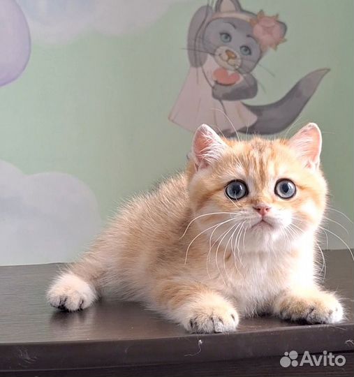 Британский медвежонок