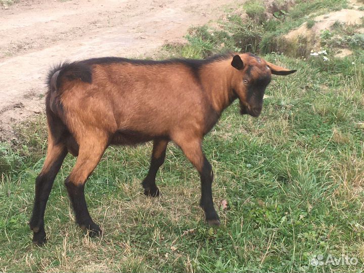 Козел чешский
