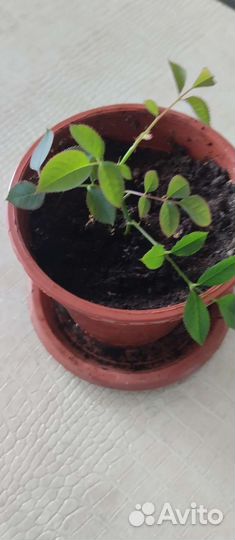 Роза комнатная домашняя