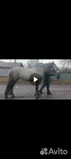 Орловский жеребец