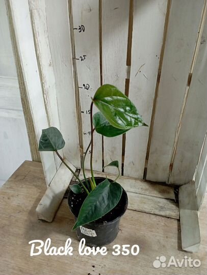 Комнатные цветы растение Антуриум Блэк лав