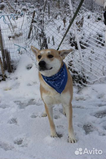 Собака в добрые руки отдам бесплатно