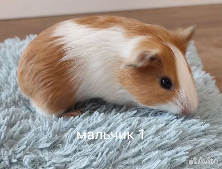 Морская свинка