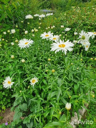 Хоста, ромашка садовая крупная, ромашка махровая