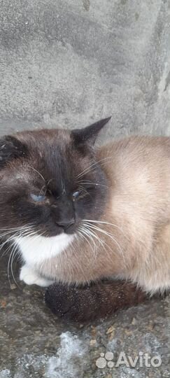 Сиамский кот в добрые руки