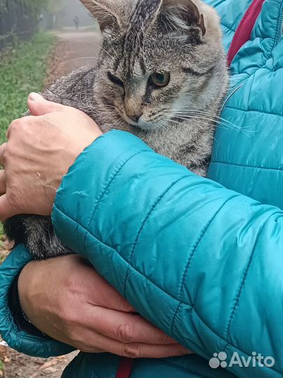 Кошки в добрые руки бесплатно