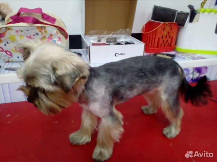 Стрижка собак и кошек (выезд на дом)