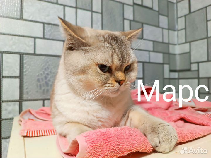 Британская кошка