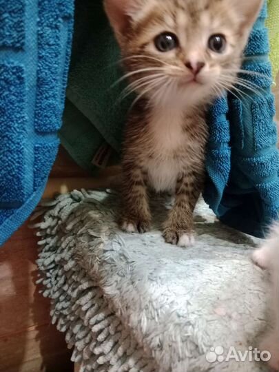 Котята в дар бесплатно