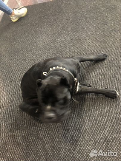 Собаки бесплатно в добрые руки