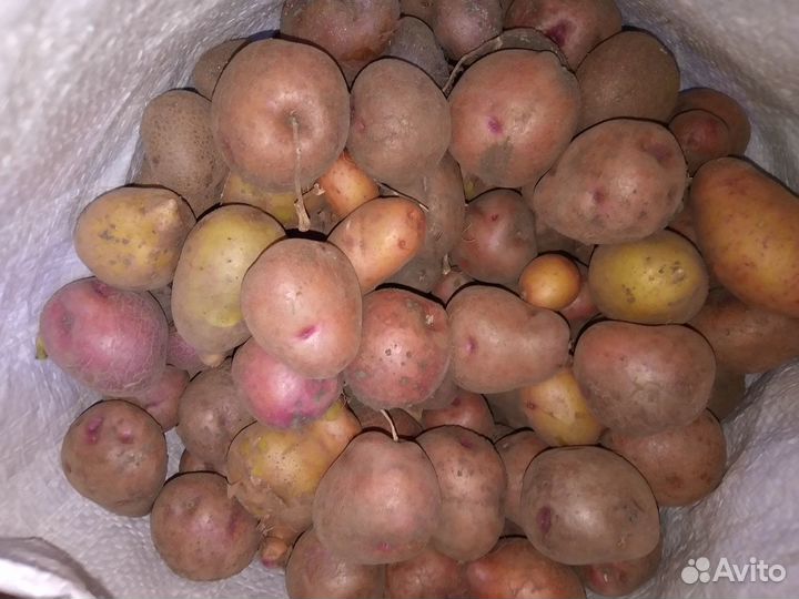 Картофель мелкий