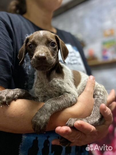 Щенок курцхаара ищет дом