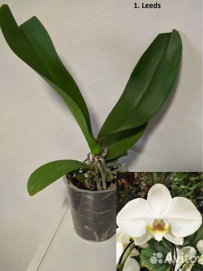 Орхидея фаленопсис Микс Голландия