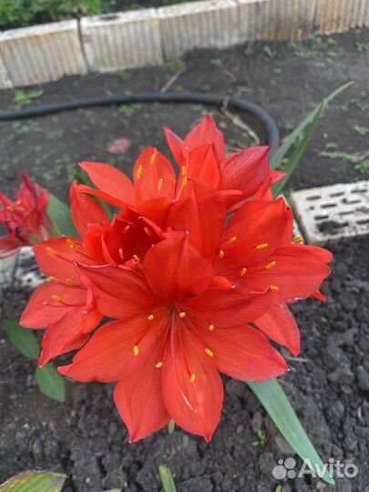 Комнатные Гиппиаструм,Хоста,индийский лук,выскочка