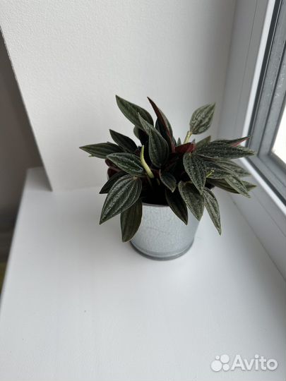 Пеперомия россо