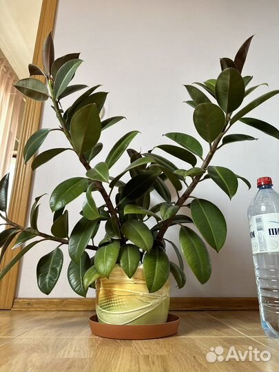 Фикус мелани