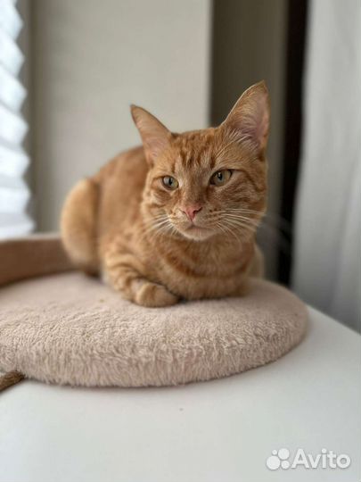 Котик в дар