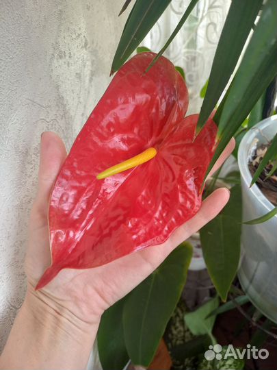 Комнатные цветы