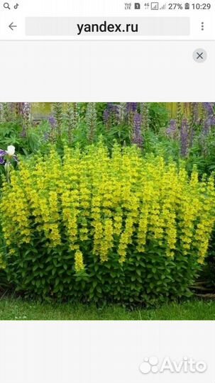 Вербейник обыкновенный прямостоячий. Многолетник