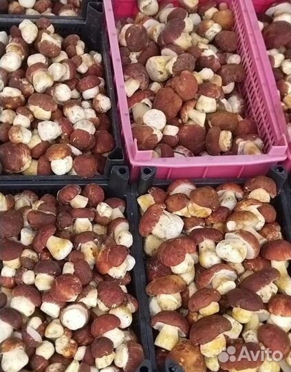 Белые сухие