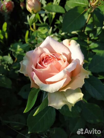 Саженцы роз флорибунда