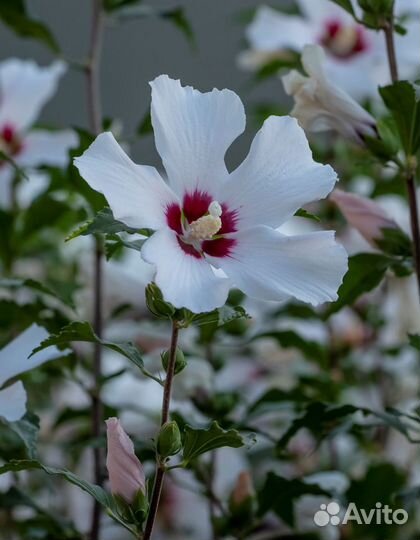 Гибискус Сирийский, Травянистый, Изменчивый,семена