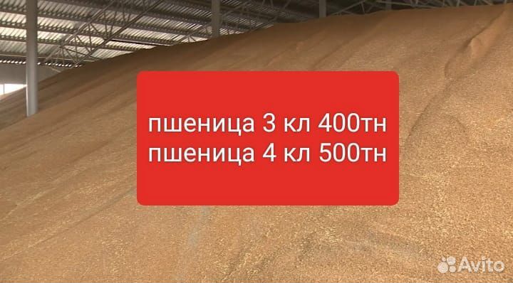 Пшеница 3кл, 4кл