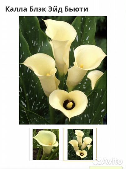 Каллы кремовые, с черной серединкой