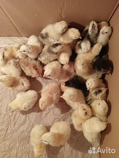 Цыплята брама