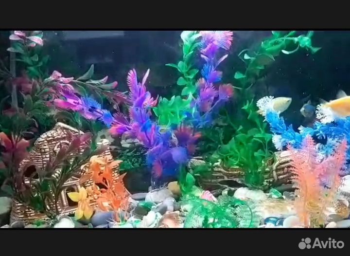 Аквариум с рыбками