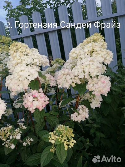 Цветы для сада