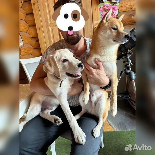 Передержка животных. Зоогостиница