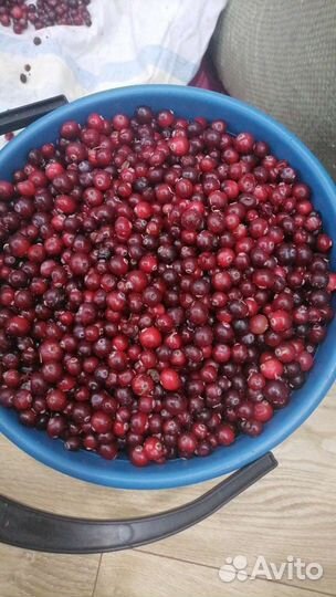 Клюква свежая