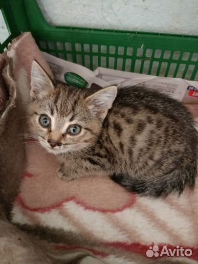 Котенок мальчик