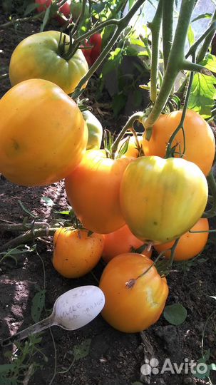 Семена редких сортов томатов