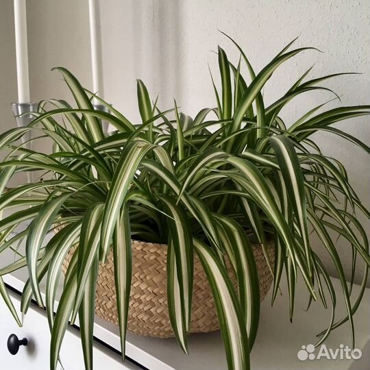 Хлорофитум