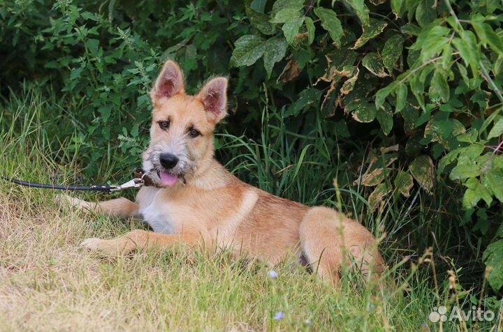 Гриша ищет дом