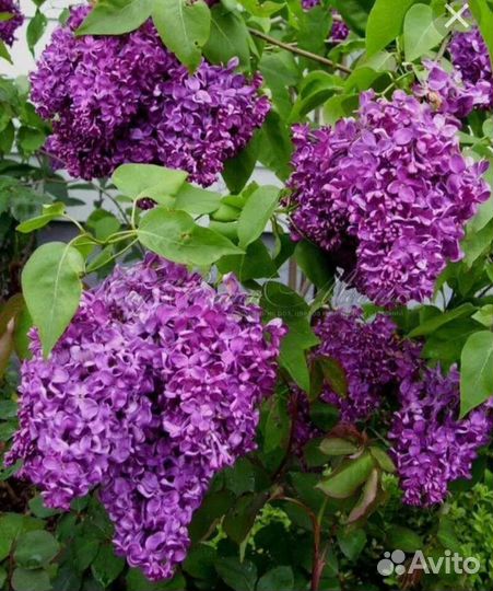 Сирень махровая