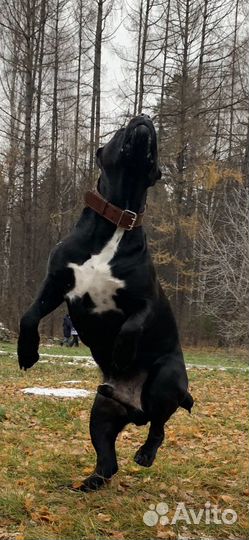 Кобель вязка Кане Корсо