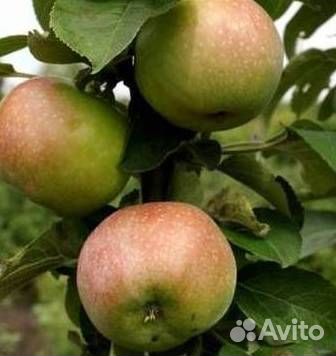 Саженцы яблони Гирлянда