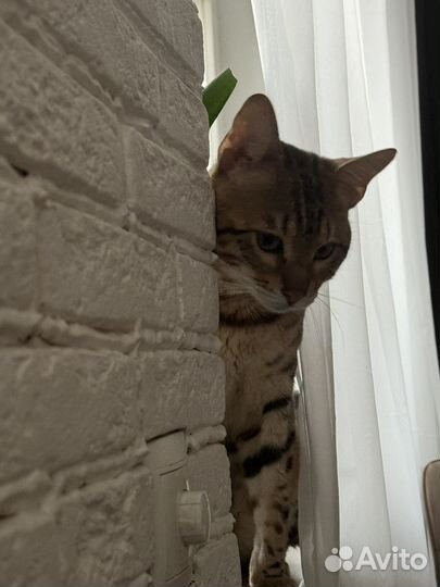 Бенгальский кот