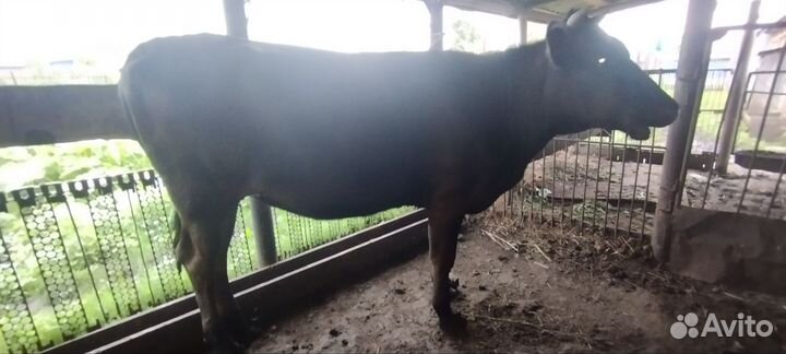 Корова дойная