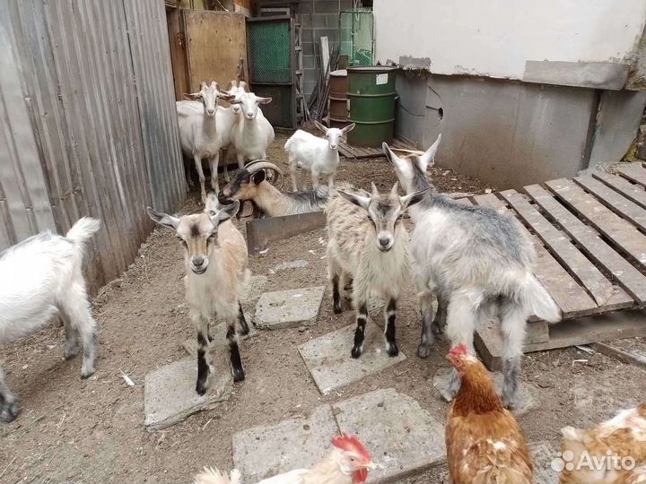 Продам 2х месячных козлят