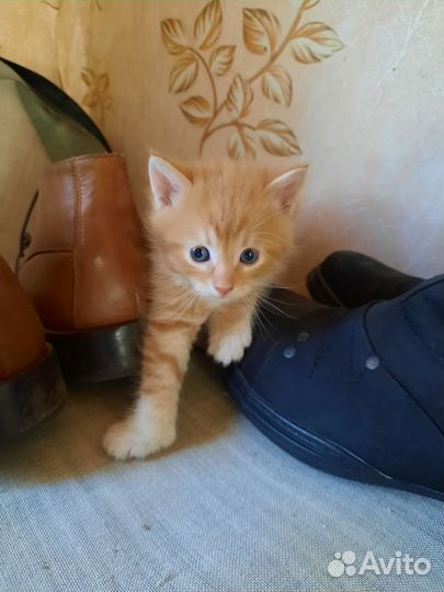 4 ласковых котёнка