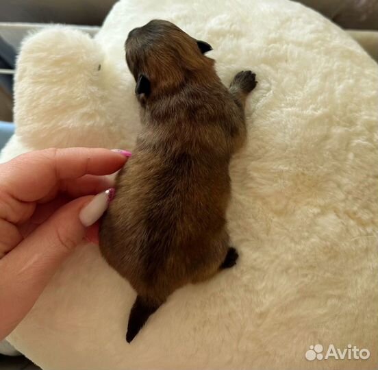 Померанский шпиц мини