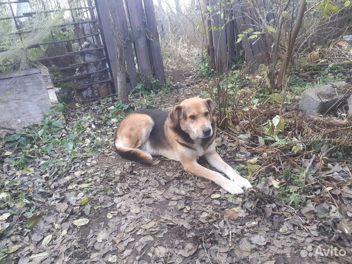 Щенки лабрадора в добрые руки