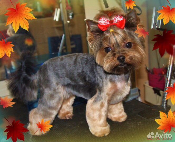 Красивые стрижки собакам. Мастер с опытом