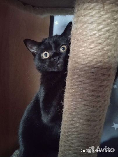 Котёнок мальчик